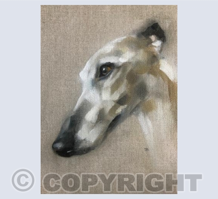 Willow the whippet