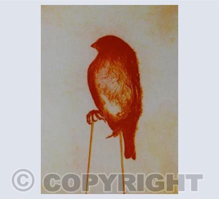 Phoenix Sparrow