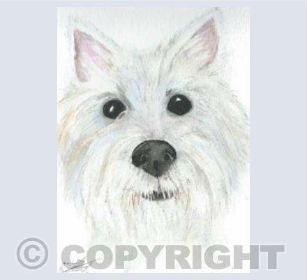 west highland Terrier