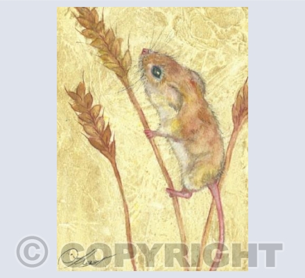field mouse in corn