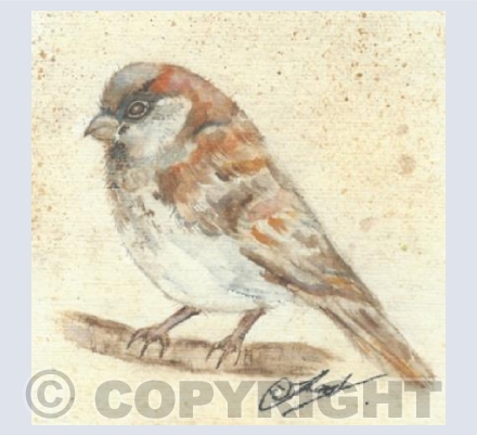 cheeky sparrow