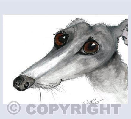 grey greyhound