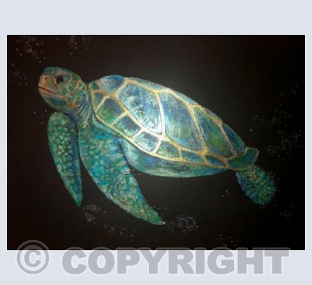 Sea turtles 