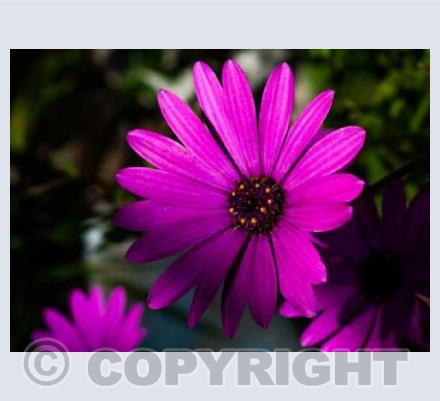 Flower 1