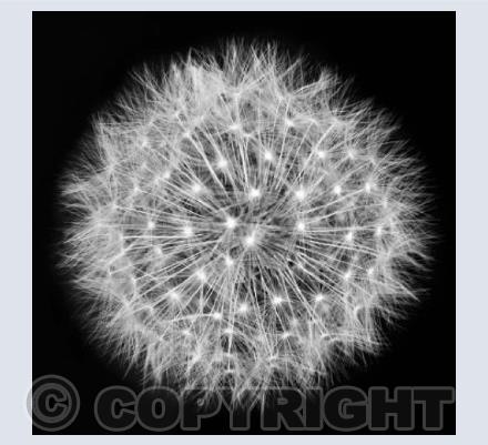Stellar Seed