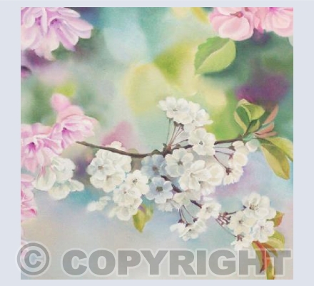 Apple Blossom