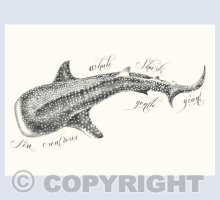 The Whale Shark