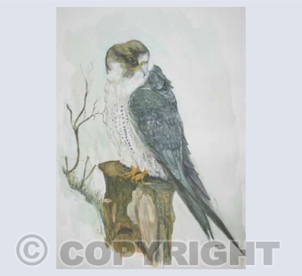 Peregrine on a post