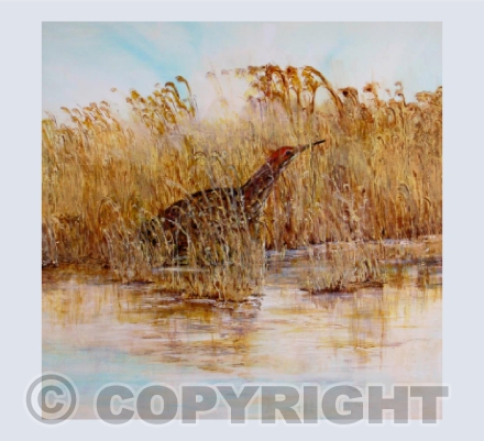 Bittern in the Reeds