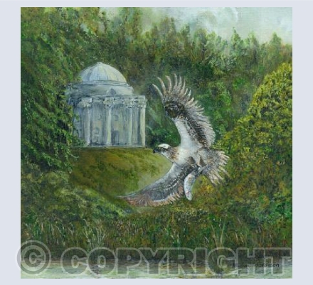 Osprey at Stourhead