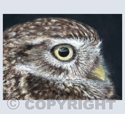 Little Owl