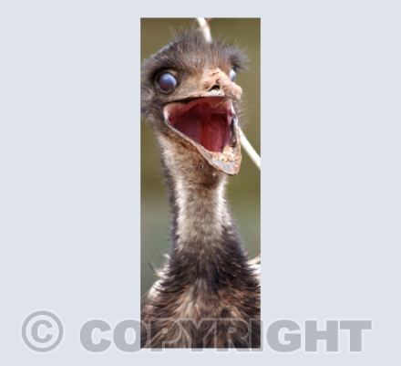Having A Laugh