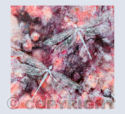 Dragonflies in Dialogue