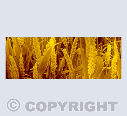 Harvest Soon