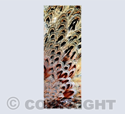 Pheasant Feather Abstract