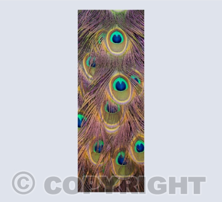 A Cascade of Feathers