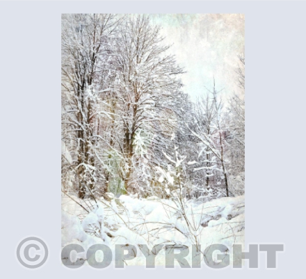 A White Christmas