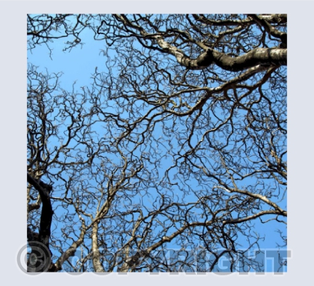 The Sky Is The Limit