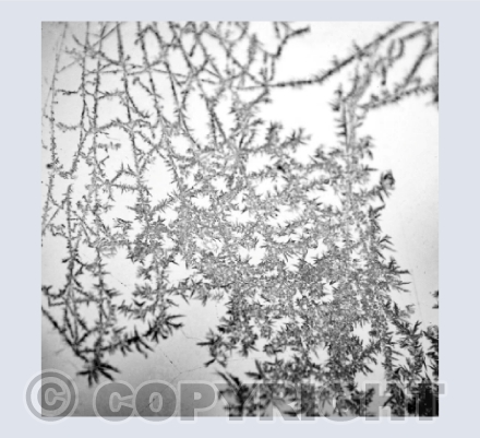 Frozen Lace