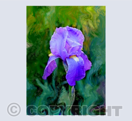Iris Most Proud