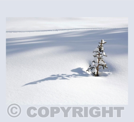 The Future Christmas Tree