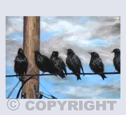 Discussing The Next Murmuration