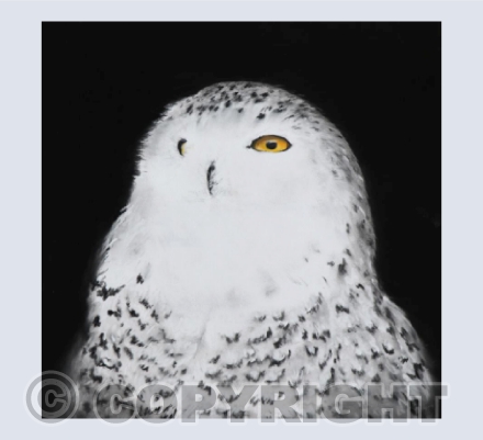 Snowy Owl