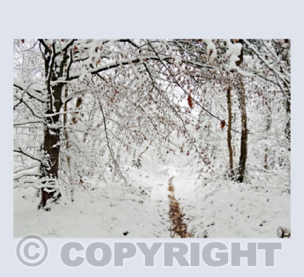 Walking Through the Woods