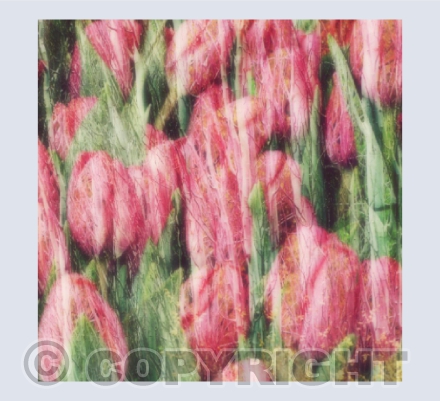 First Sign of Spring