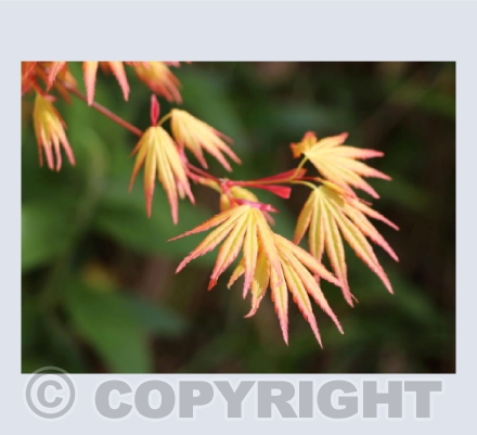 Delicately Unfolding