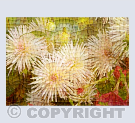 Dahlia Delight