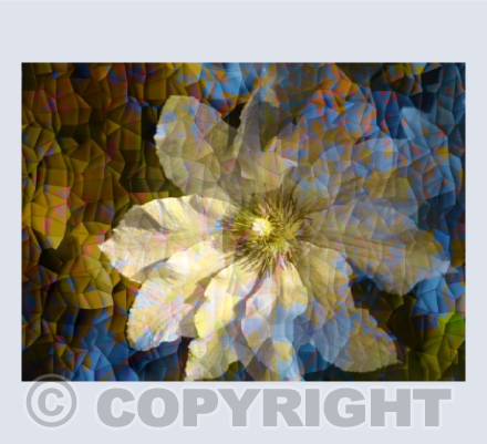 Clematis Blues