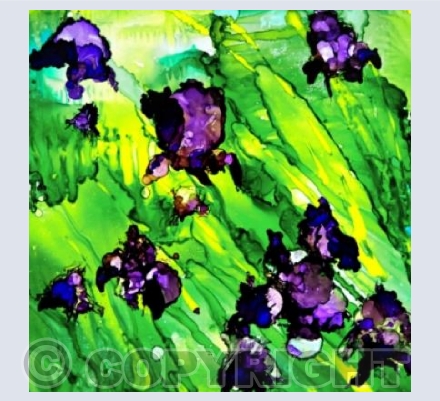 Irises Everywhere