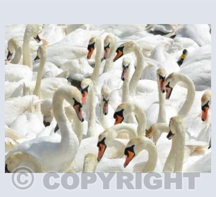 Swan Sea