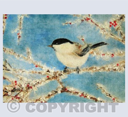 Little Black Cap