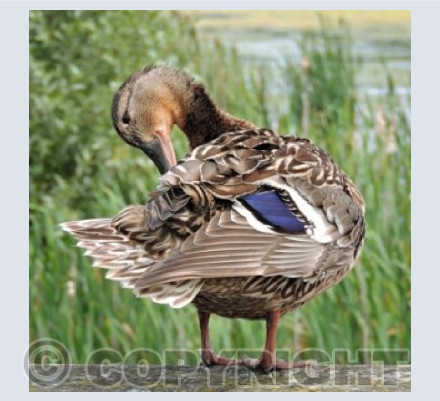 Like My Blue Feathers?