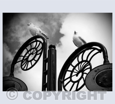 The Seagulls Of Lyme Regis