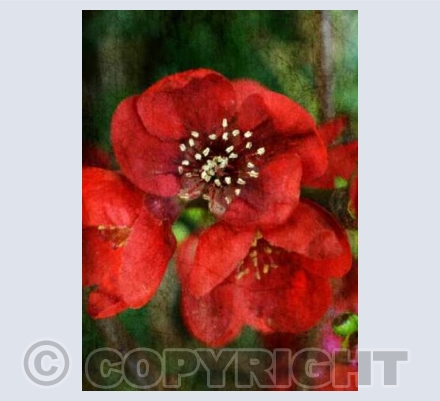 Japonica