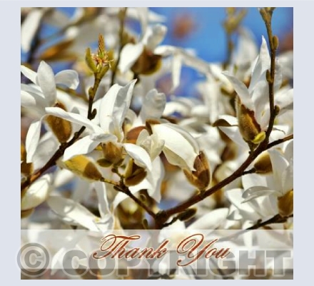 Say It With Magnolia