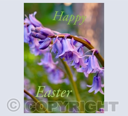 Easter Bluebells