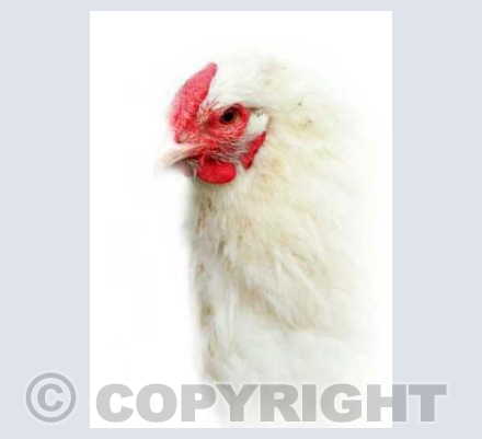 Portrait Of A Hen