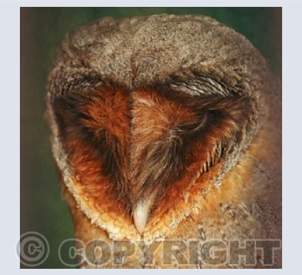 Dark Barn Owl