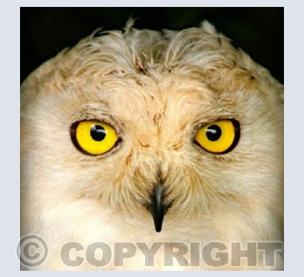 Snowy Owl