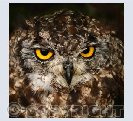 Little Owl