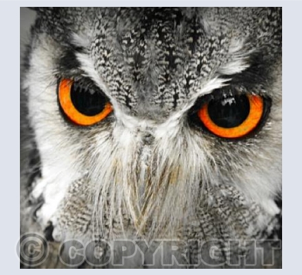 Great Horned Owl