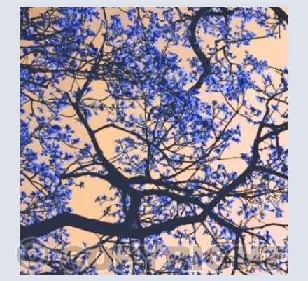 Leaves In The Sky