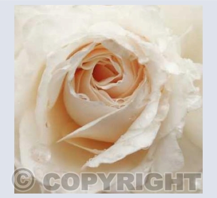 For You