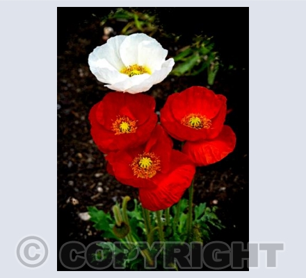 Intensely Poppy