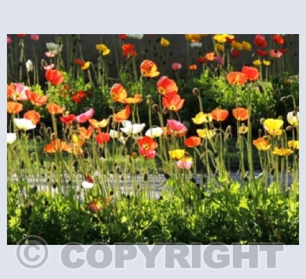 Dancing In The Summer Light