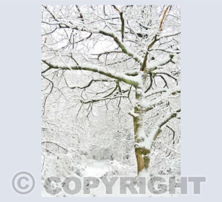 Snow On The Quantocks